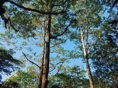 -火炉山森林公园