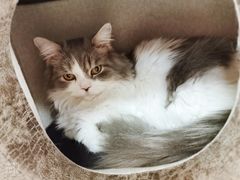 -猫和宫(六道口店)