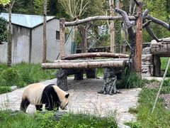 -卧龙中华大熊猫苑神树坪基地