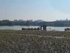 -大兴滨河森林公园