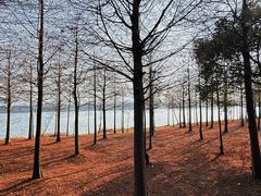 -上海海湾国家森林公园