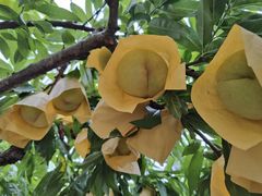 -老袁家蜜桃农场·阳山水蜜桃