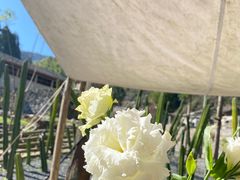 -MOJ coffee(瓯海泽雅水碓坑店)