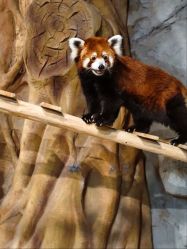 -Zoolung Zoolung动物主题公园(海信广场店)