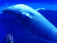 -上海海昌海洋公园-冰山北极馆