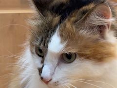 -是阿柴呀！柴犬咖啡·爱喵喵猫咖
