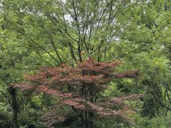 -黄公望隐居地