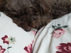 -北京赛佳动物医院