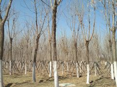 -天津东丽湖风景区