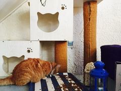 海妖酒吧-Sirena海妖日咖夜酒