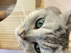 -猫咪派对(江南西店)