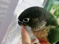 -吉丁鸟咖·异宠·寄养