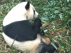 -熊猫厨房