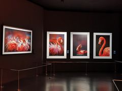 -罗红摄影艺术馆