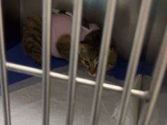-中农国际动物医院24小时·猫科·骨科·急重症中心