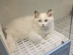 -lincat·猫舍(广州店)