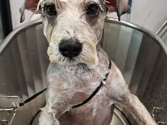 -PETKIT 小佩宠物·低压洗护·美容·寄养(安远店)