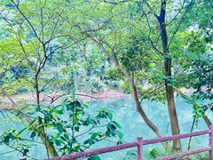 -鼎湖山风景区