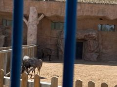 -鄂尔多斯野生动物园