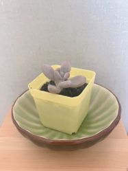 -梵隐SPA