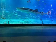 -烟台海昌鲸鲨海洋公园