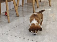 -柴犬小屋·柴餐厅·狗咖食堂(金鼎广场店)