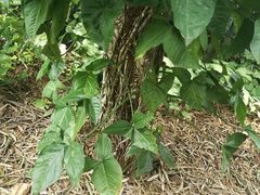 -广西壮族自治区药用植物园