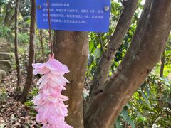 -梧桐山风景名胜区