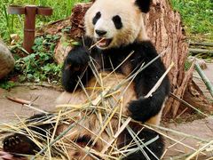 -都江堰中华大熊猫苑
