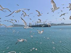 -海驴岛(荣成市)