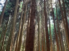 -武陵山森林公园