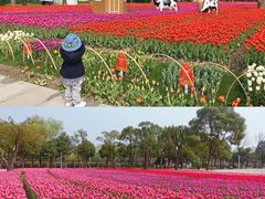 -大宁郁金香公园-停车场