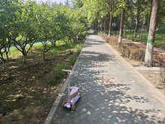 -大兴滨河森林公园