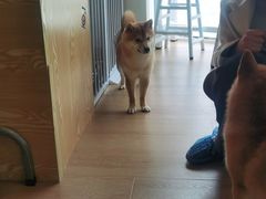 -南京Hallo宠物乐园·哈罗犬舍·柴犬繁育基地