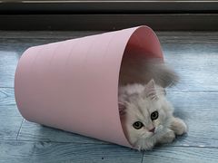 -贝康宠物医院·犬猫全科·小动物特色诊疗中心(东环路店)