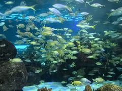 -瑞普利水族馆