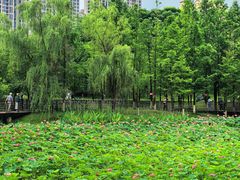 -沐仙湖湿地公园