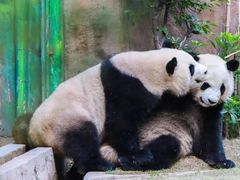 -灵玲国际马戏城