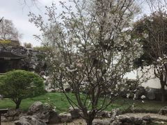 -芥子园