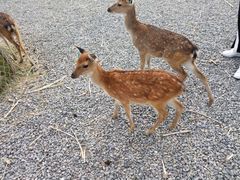 -鹿境梅花鹿生态园区