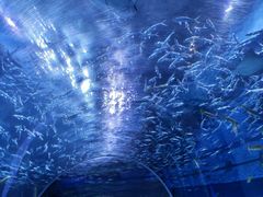 -海合安成都极地海洋公园