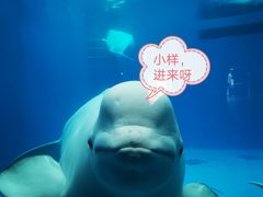 -海合安成都极地海洋公园