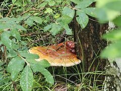 -峡谷浮石林景区