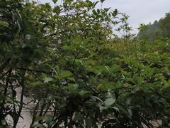 -故乡缘·香格里拉山庄(冷竹路店)