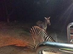 -清迈夜间动物园