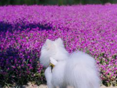 -黄山鲁森林公园