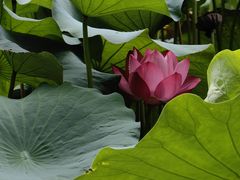 -莲池书院博物馆