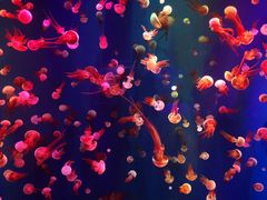 -成都浩海立方海洋公园