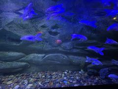 -芜湖新华联大白鲸海洋公园