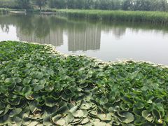 -前关湿地公园